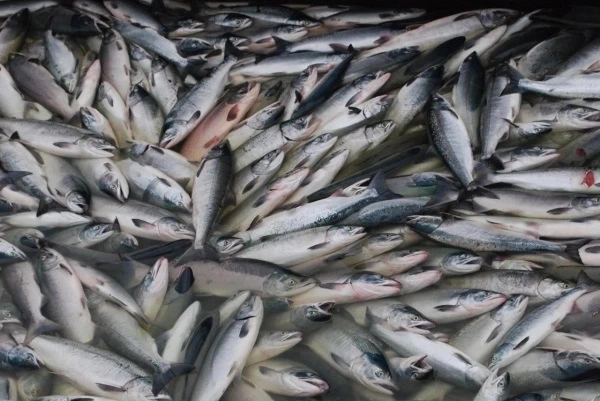 Объединенная пресс-служба Росрыболовства