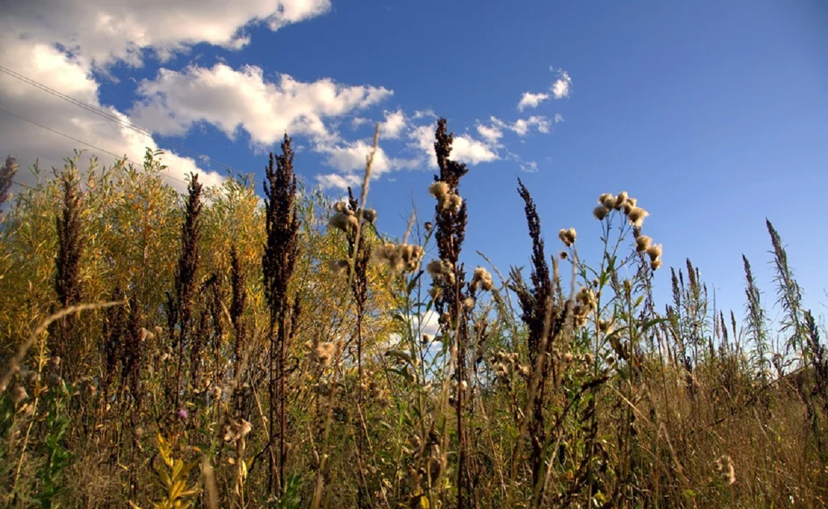 Управление Россельхознадзора по РБ