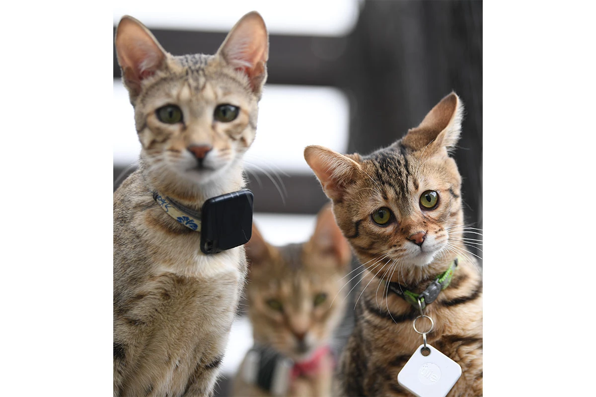 Селекция породы сопряжена с трудностями: самцы саванны остаются бесплодными вплоть до пятого поколения (F5)