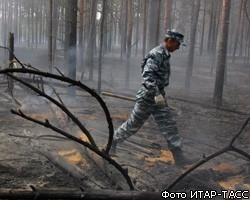 Площадь лесных пожаров в Сибири сократилась до 251 га