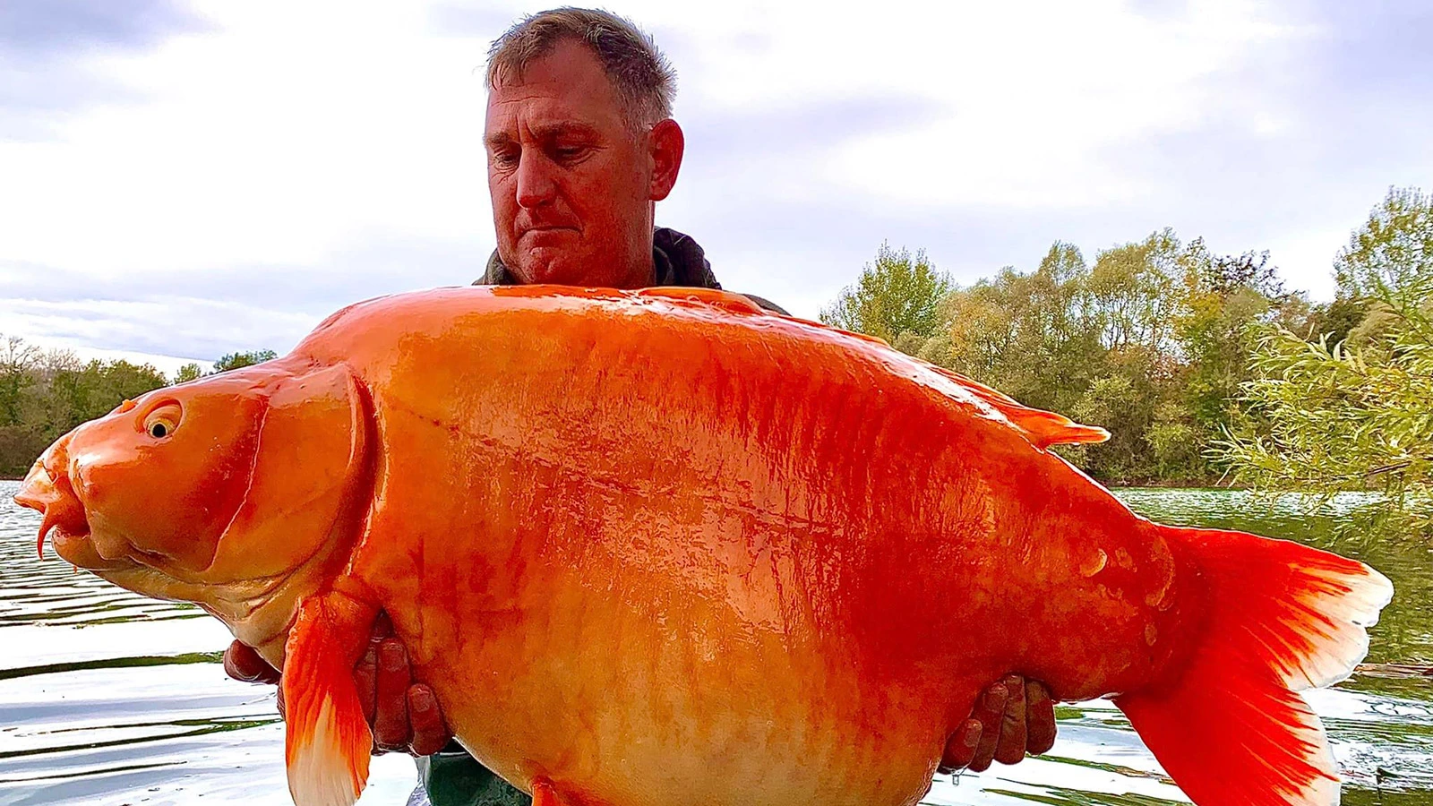 Как выглядит одна из самых больших «золотых» рыб в мире. Фото