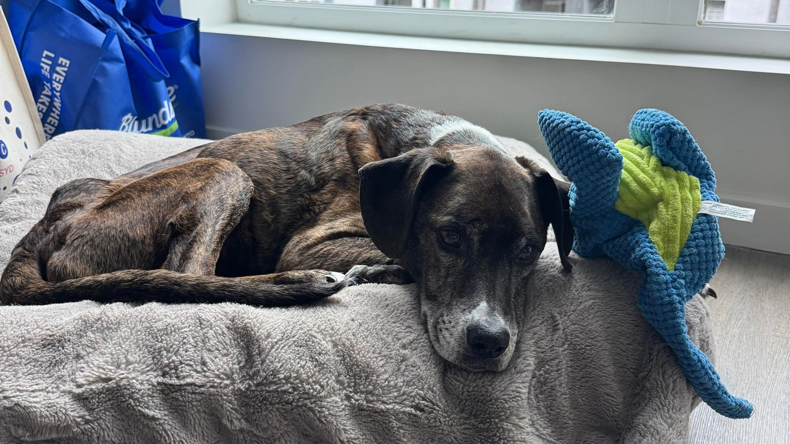 Пес по кличке Роки