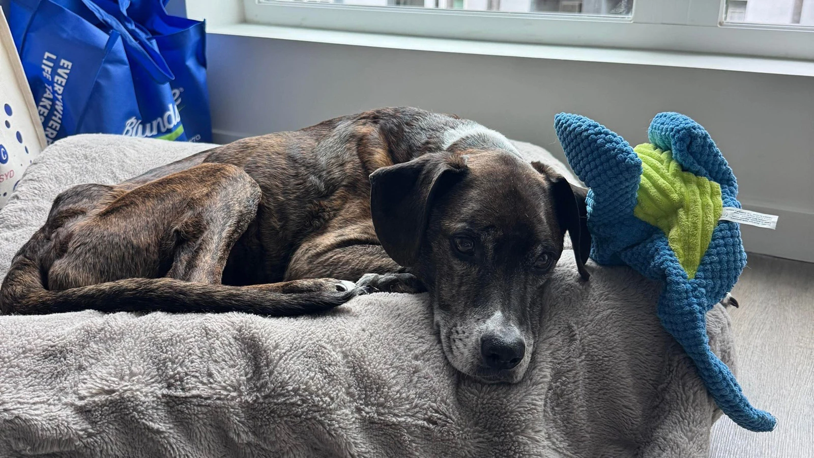 Пес по кличке Роки