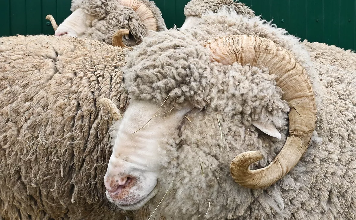 Евгений Епанчинцев / ТАСС