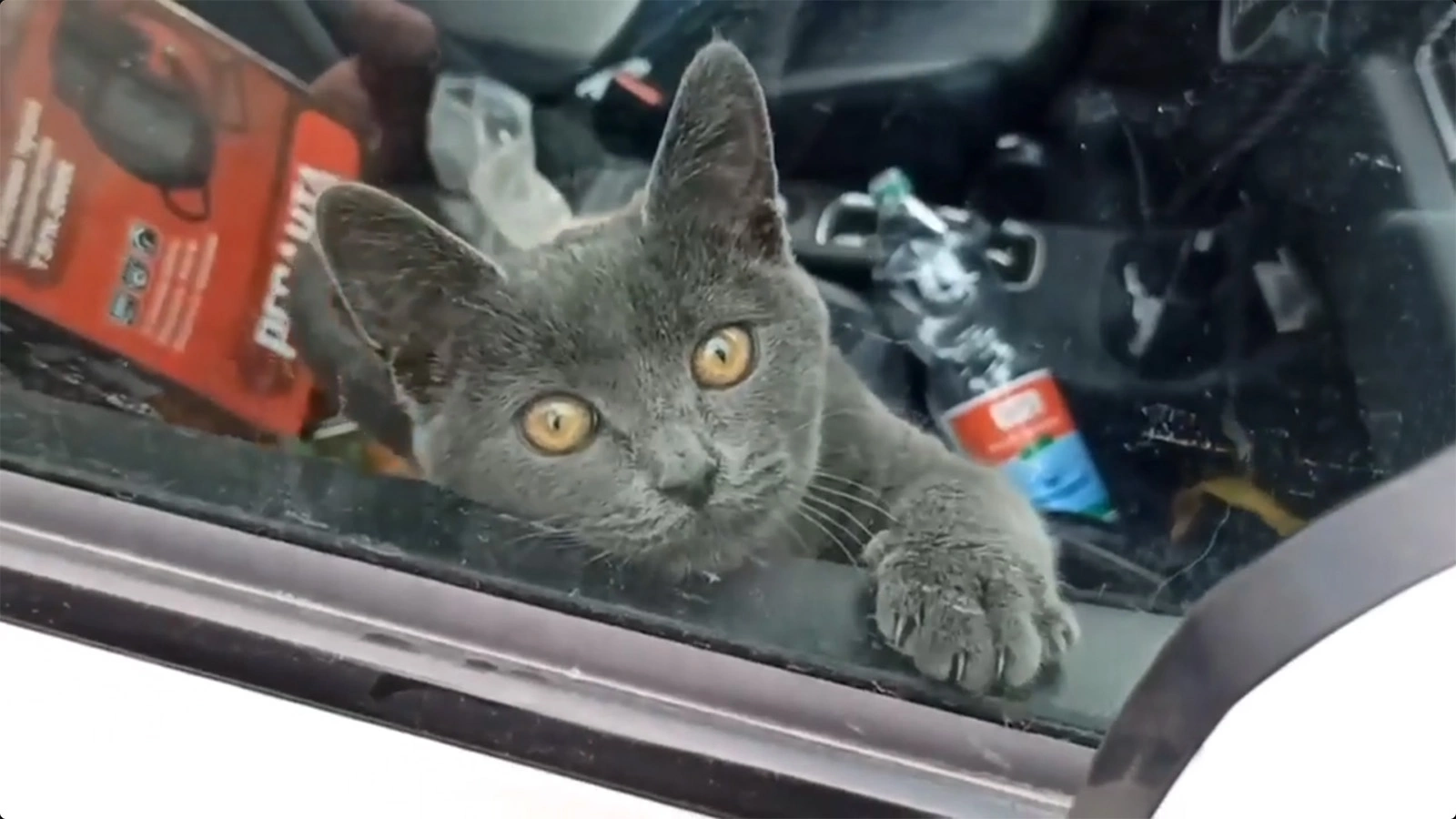 В Москве спасли находившегося 4 дня запертым в машине кота. Видео | РБК Life