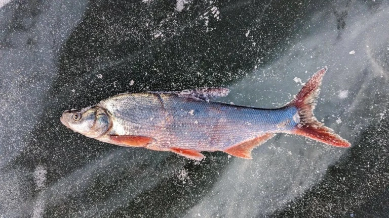 РБК Приморье