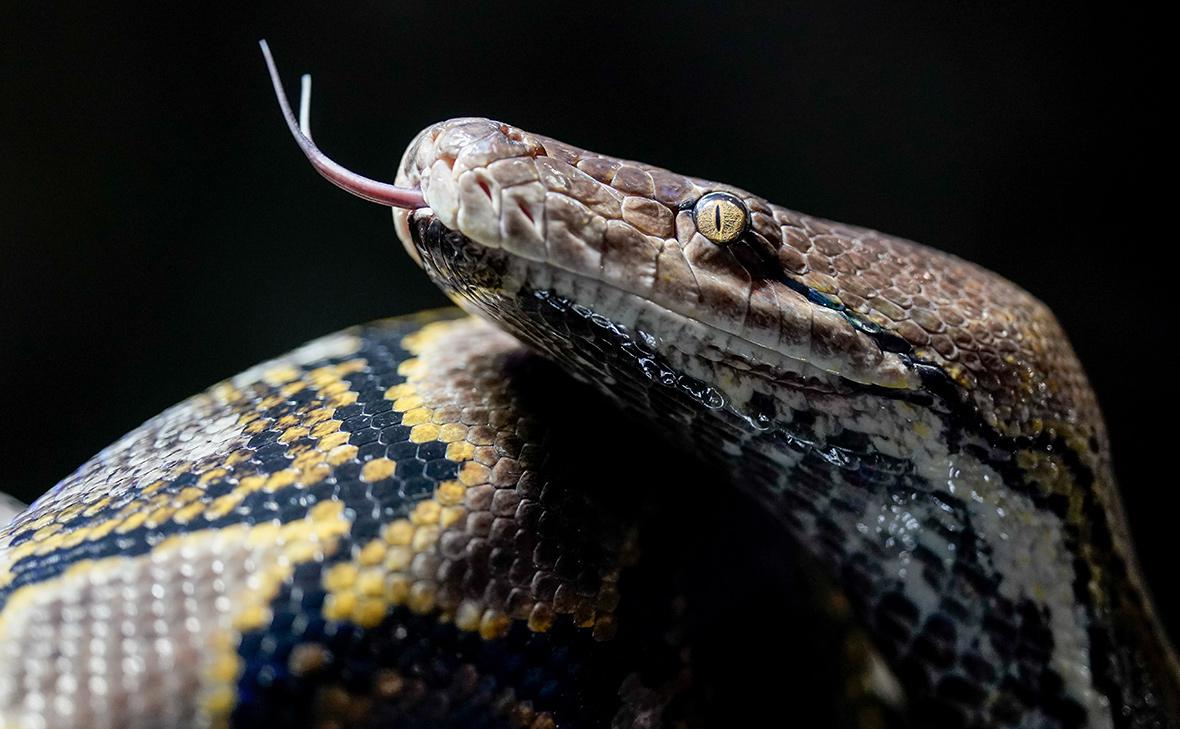 Фото: Axel Heimken / dpa / Global Look Press