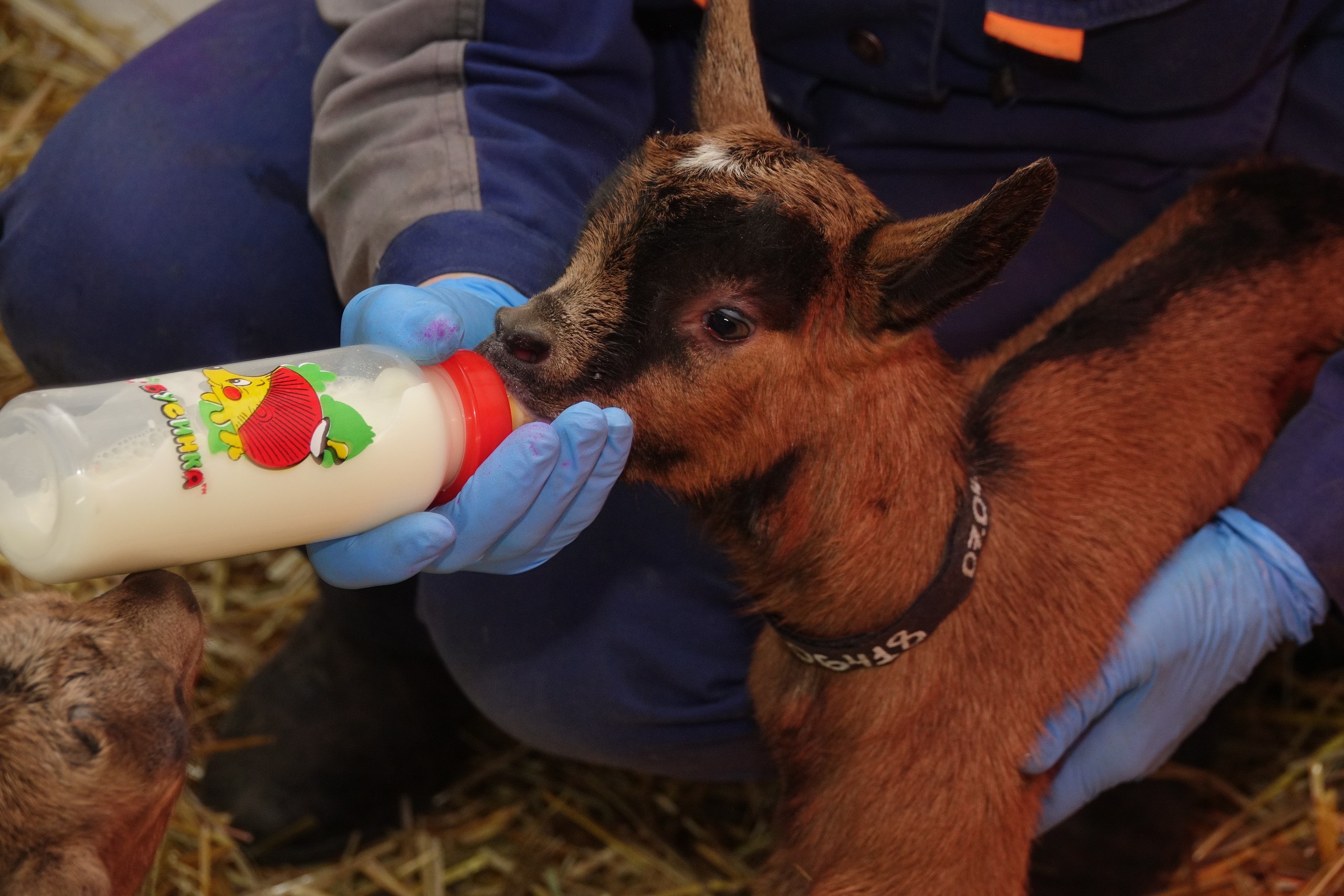 В апреле 2017 г. &laquo;уральские француженки&raquo; принесли первое потомство. А с конца мая на прилавках екатеринбургских магазинов появилась продукция из молока альпийских коз.