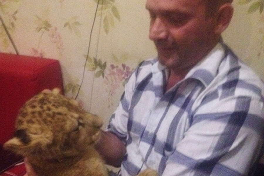 Руслан Замулко в кафе Chianti с детенышем льва