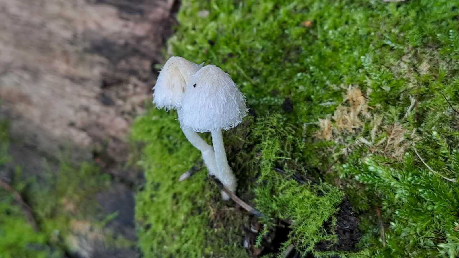 Хруплянка чистая (Psathyrella immaculata)