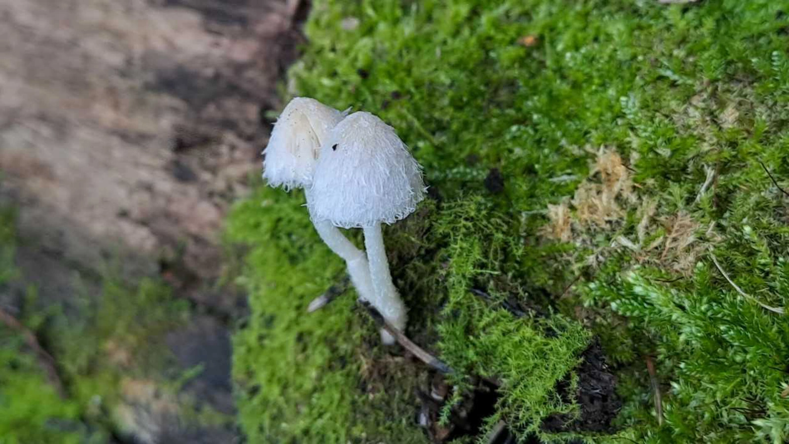 Хруплянка чистая (Psathyrella immaculata)