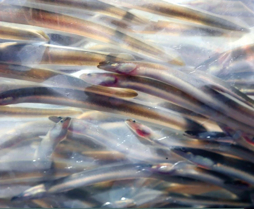 пресс-служба регионального минсельхоза