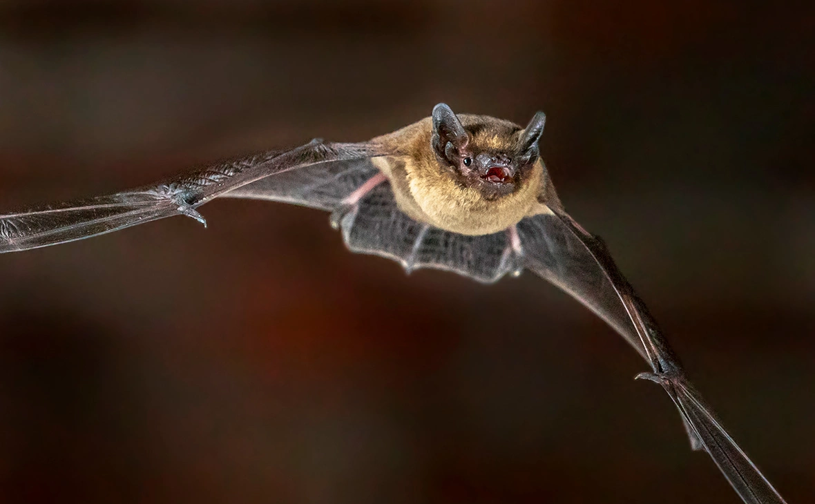 Rudmer Zwerver / Shutterstock