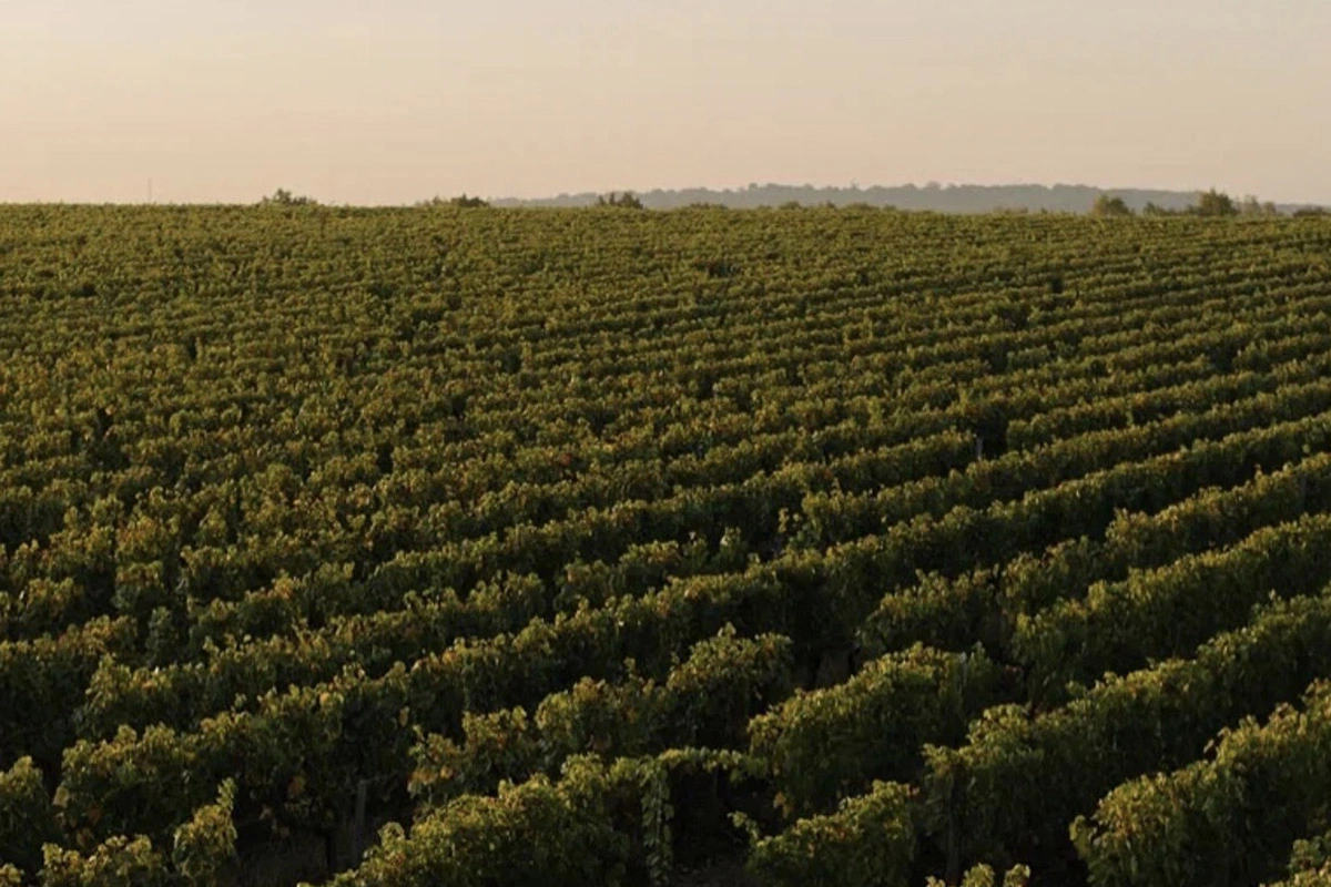 Новых проектов в Геленджике немного, но от тех, что есть, стоит ожидать что-то интересное. Самый крупный виноградник — это южная часть Mantra Estate, которая осваивается уже третий год