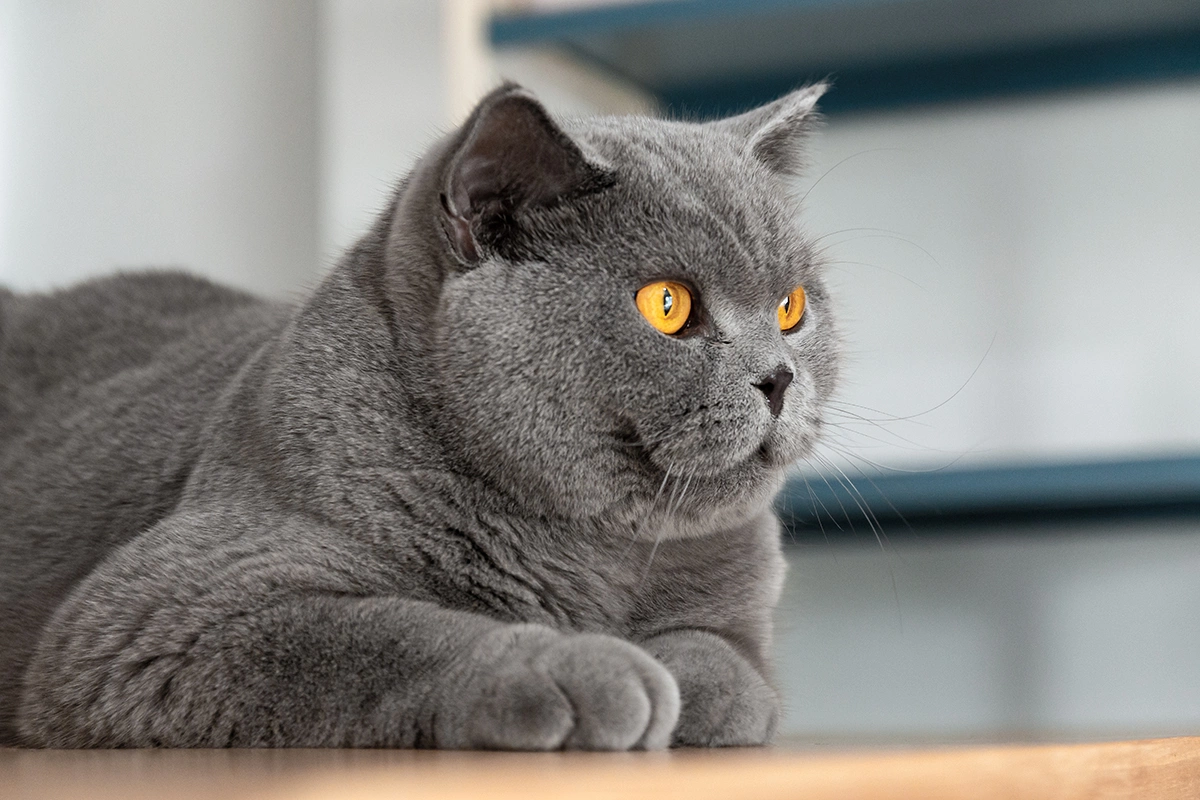 Британская короткошерстная кошка