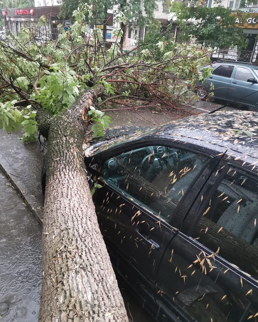 В Нальчике из-за урагана погиб один человек: мужчину, сидевшего в машине, придавило упавшее на нее дерево