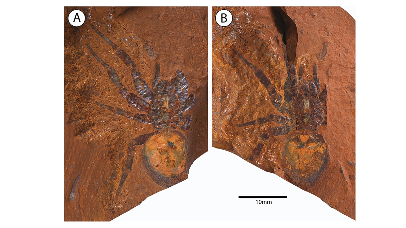 <p>Фрагмент окаменелости гигантского паука. Он&nbsp;принадлежал к семейству Barychelidae &mdash; это первая обнаруженная&nbsp;окаменелость этого семейства</p>
