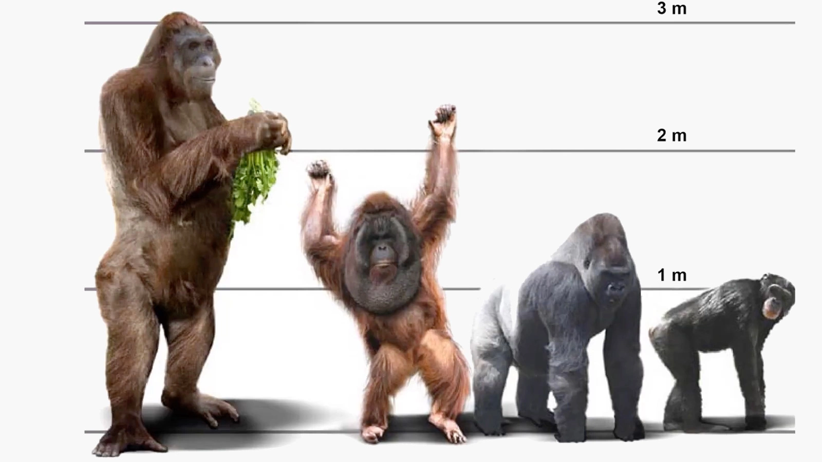 <p>Вид&nbsp;Gigantopithecus blacki (слева на изображении) достигал около 3 м в высоту, весил более 250 кг и является самым крупным видом приматов, когда-либо зарегистрированным</p>