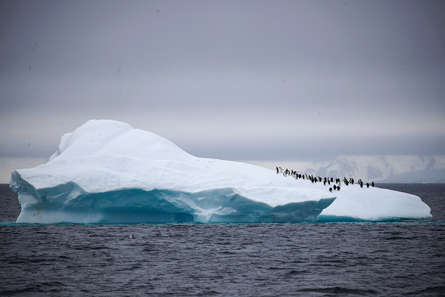 Антарктические пингвины на айсберге в проливе Лемэра
&nbsp;
