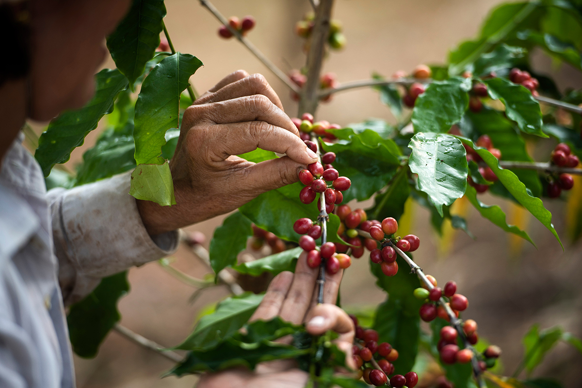 Женщина-фермер собирает кофейные ягоды вручную на кофейной ферме во Вьетнаме