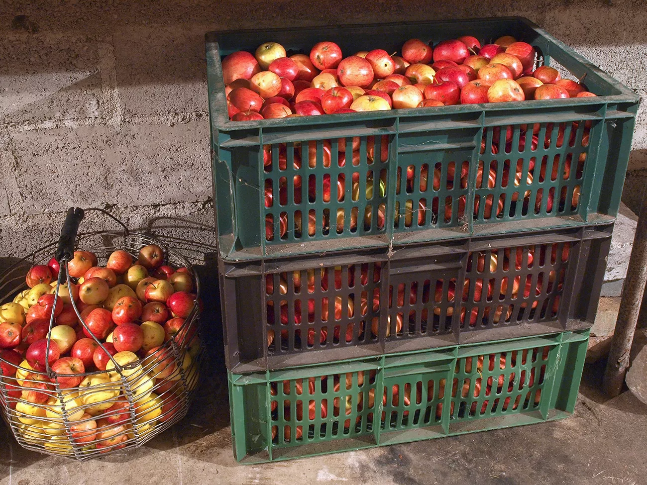 Не забывайте один-два раза в месяц осматривать яблоки и при необходимости убирать испортившиеся плоды