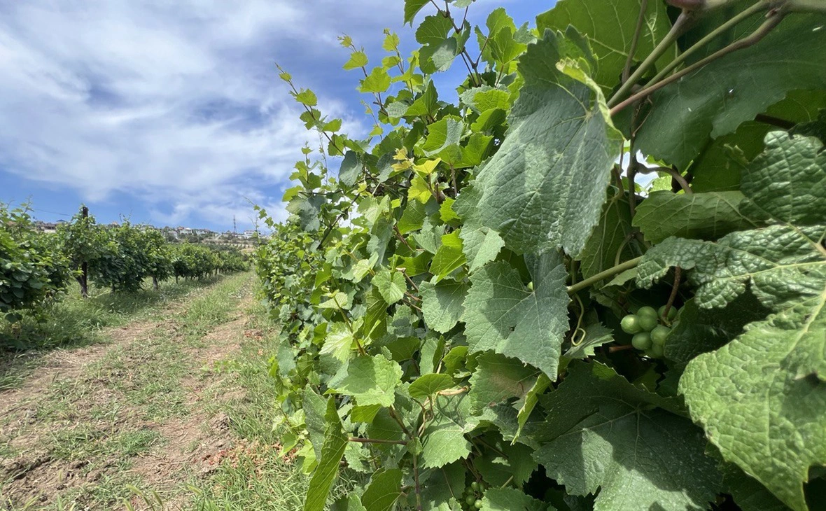 РБК Краснодар