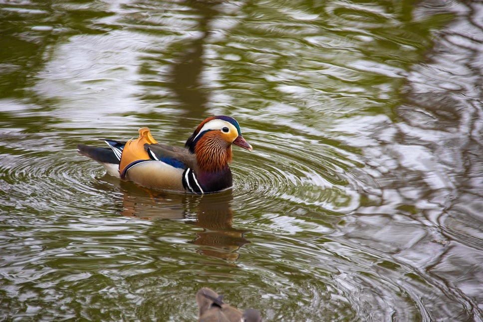 Анастасия Котлярова