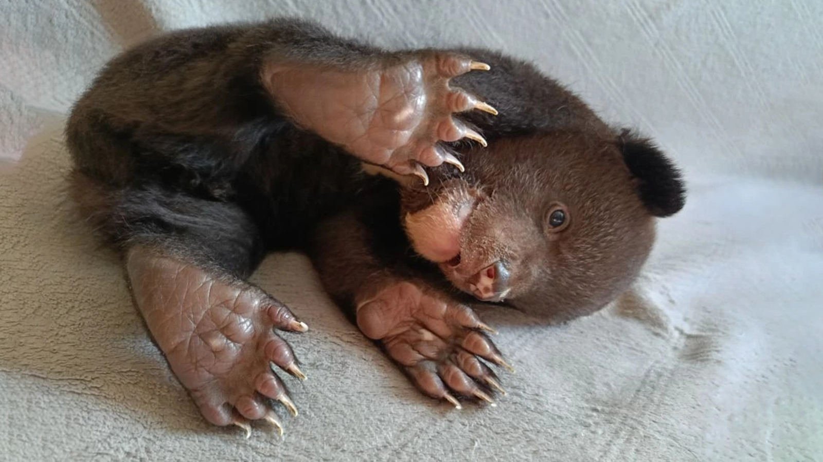 Найденный в берлоге медвежонок