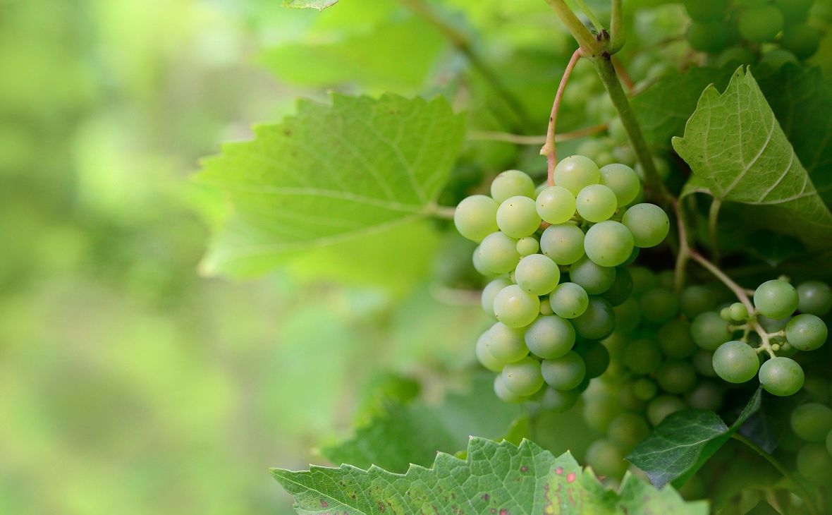 Производство вина на Кубани в 2021 году упало на 5%