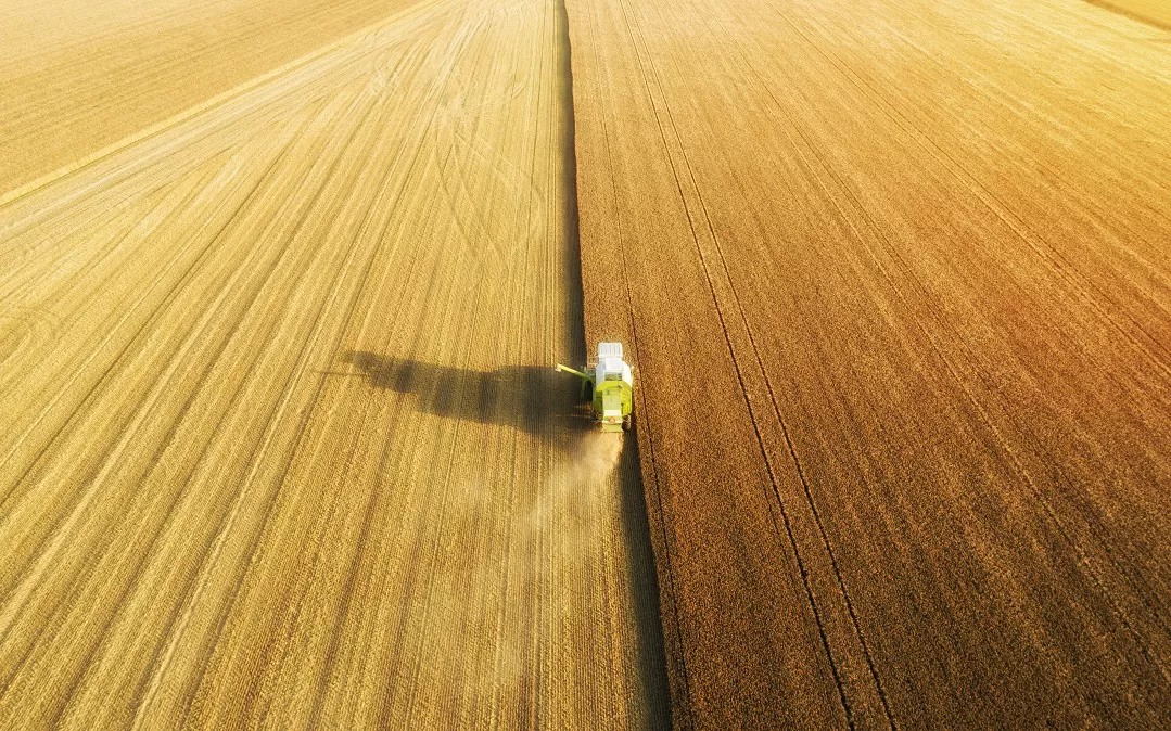 Цены на пшеницу резко упали после возвращения России к зерновой сделке