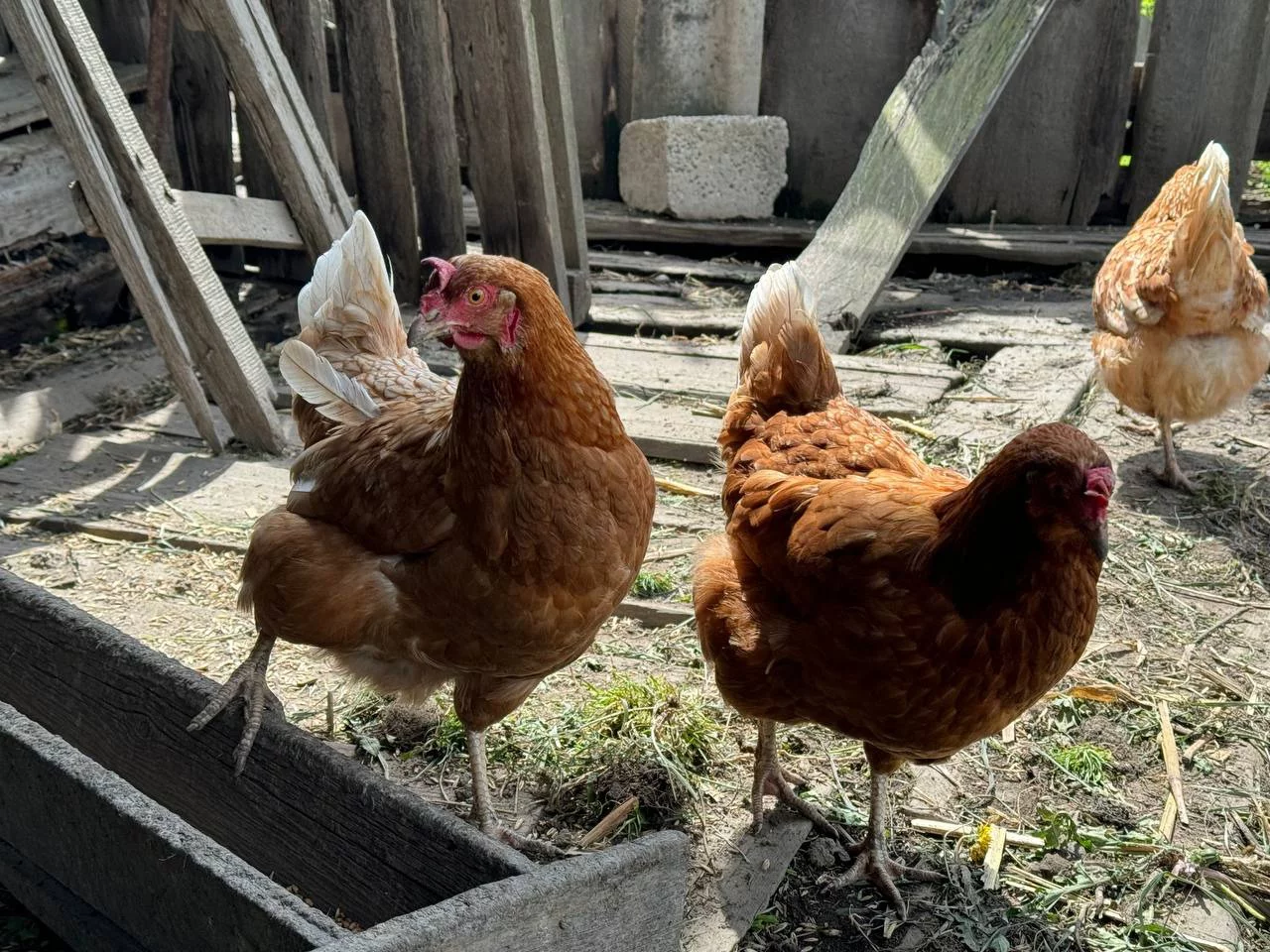 РБК Приморье