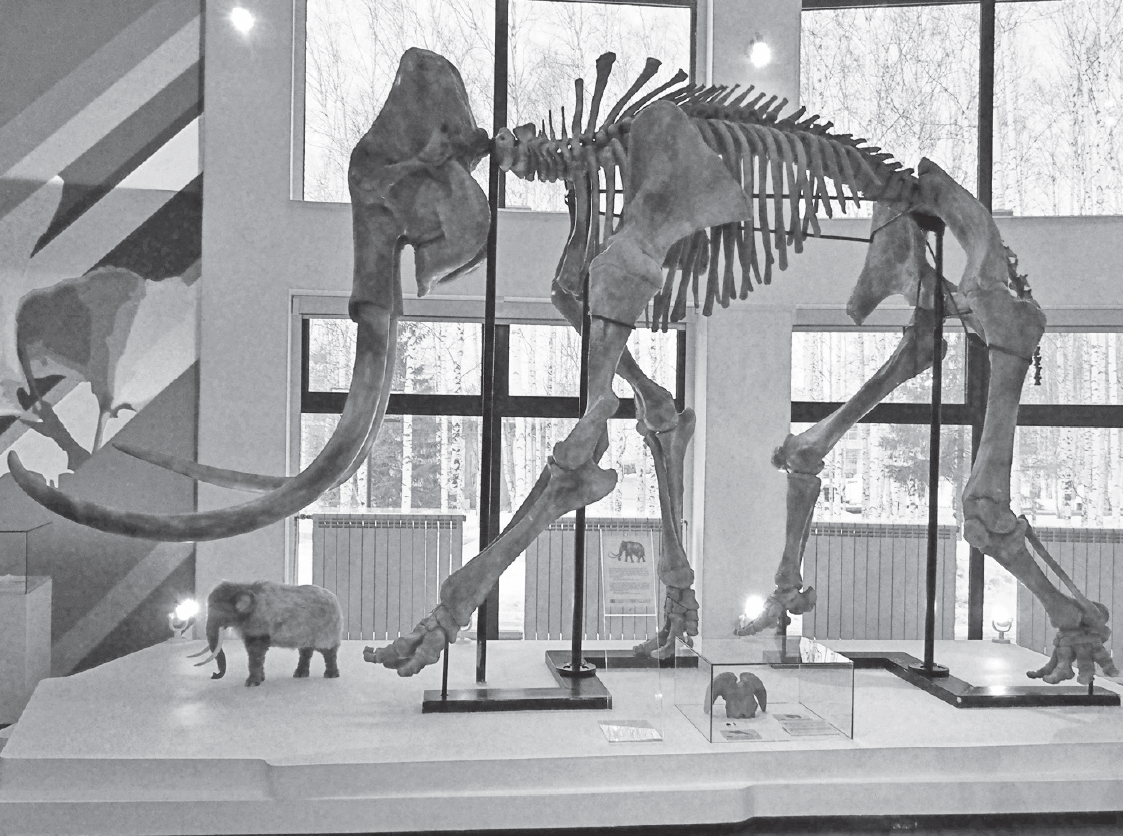 Тронготериевый слон в Музее природы и человека в Ханты-Мансийске