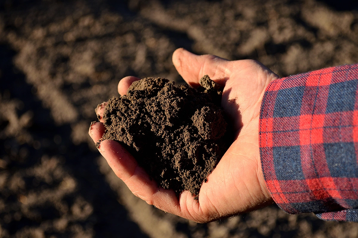 Исследователи оценили влияние типа почвы на качество вина