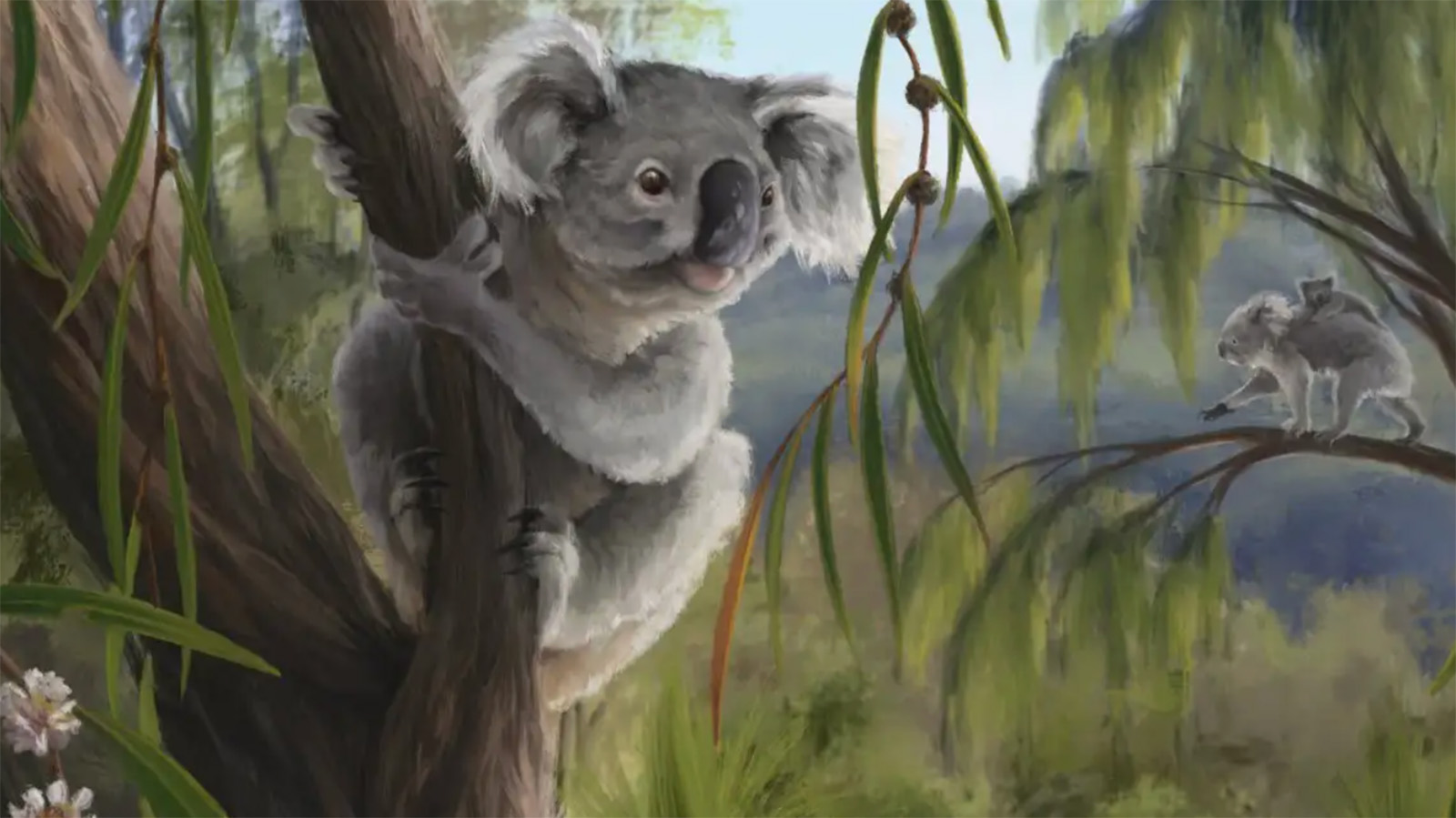 Коала вида Phascolarctos sulcomaxilliaris