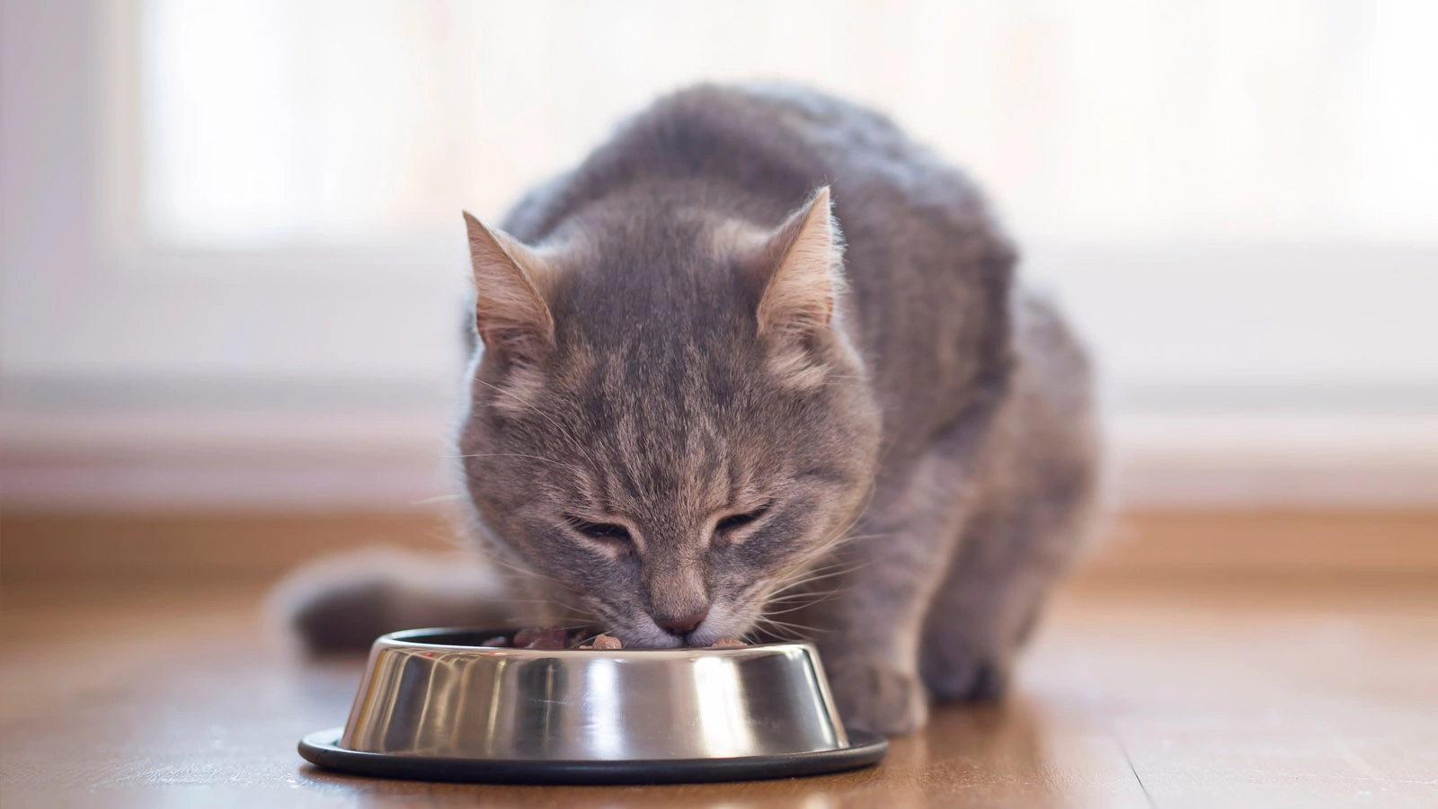 <p>Молоко может вызвать у взрослых кошек расстройство пищеварения</p>