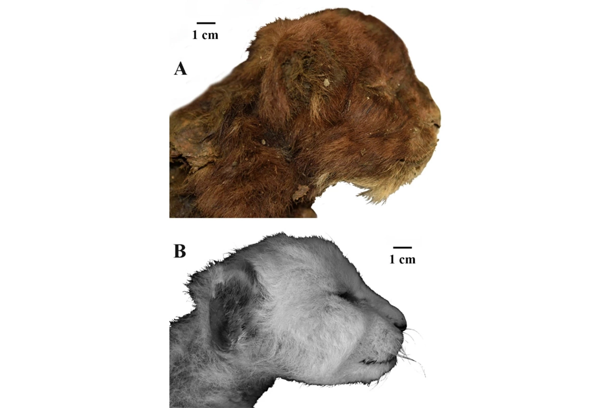 Сравнение Homotherium latidens и современного львенка Panthera leo