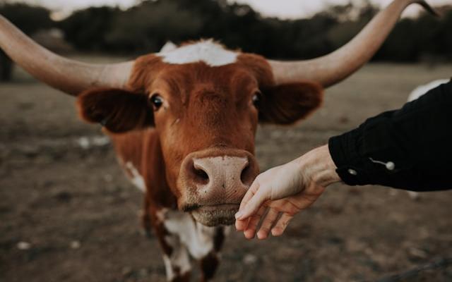 Фото: Unsplash