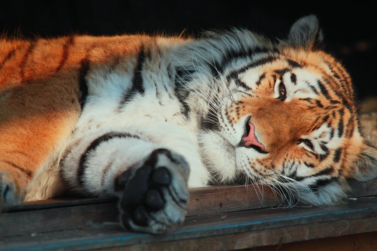 Амурский тигр Амадей