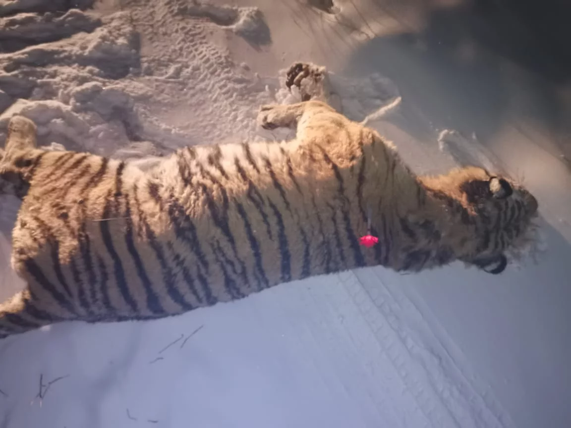 Министерство лесного хозяйства и охраны объектов животного мира Приморского края