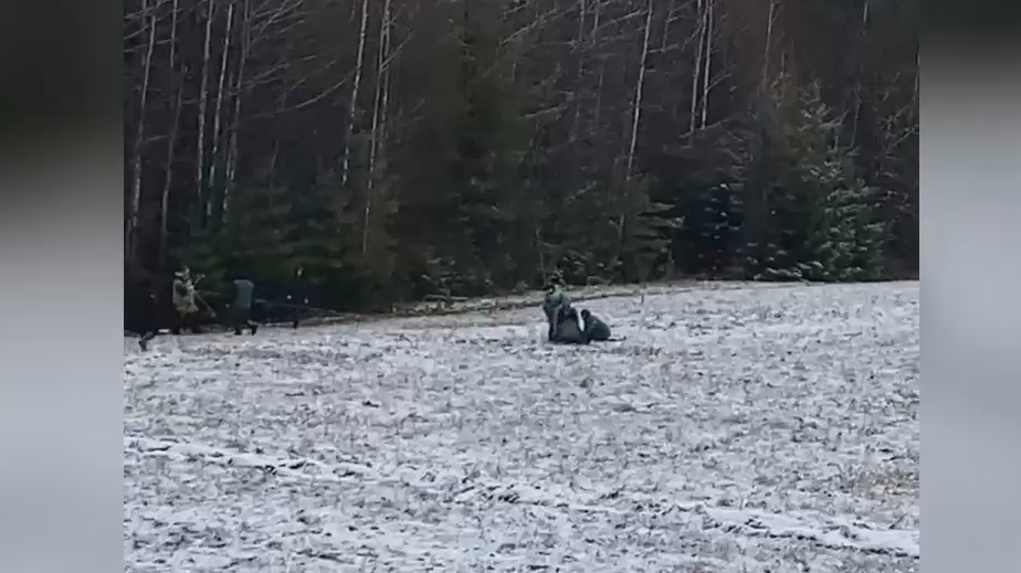 В Сыктывкаре поймали сбежавшего с фермы австралийского страуса