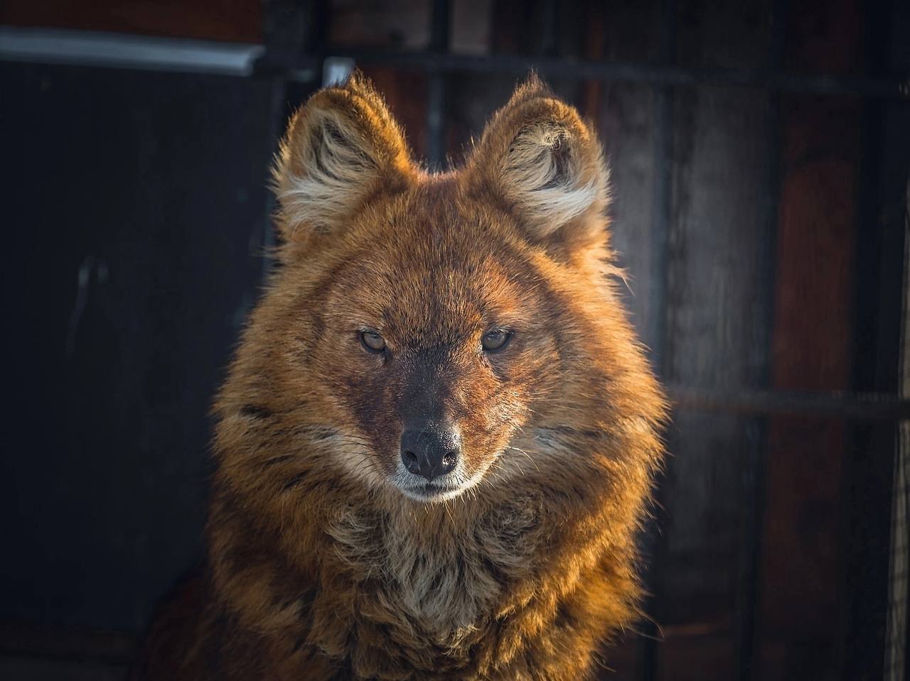 Красный волк

