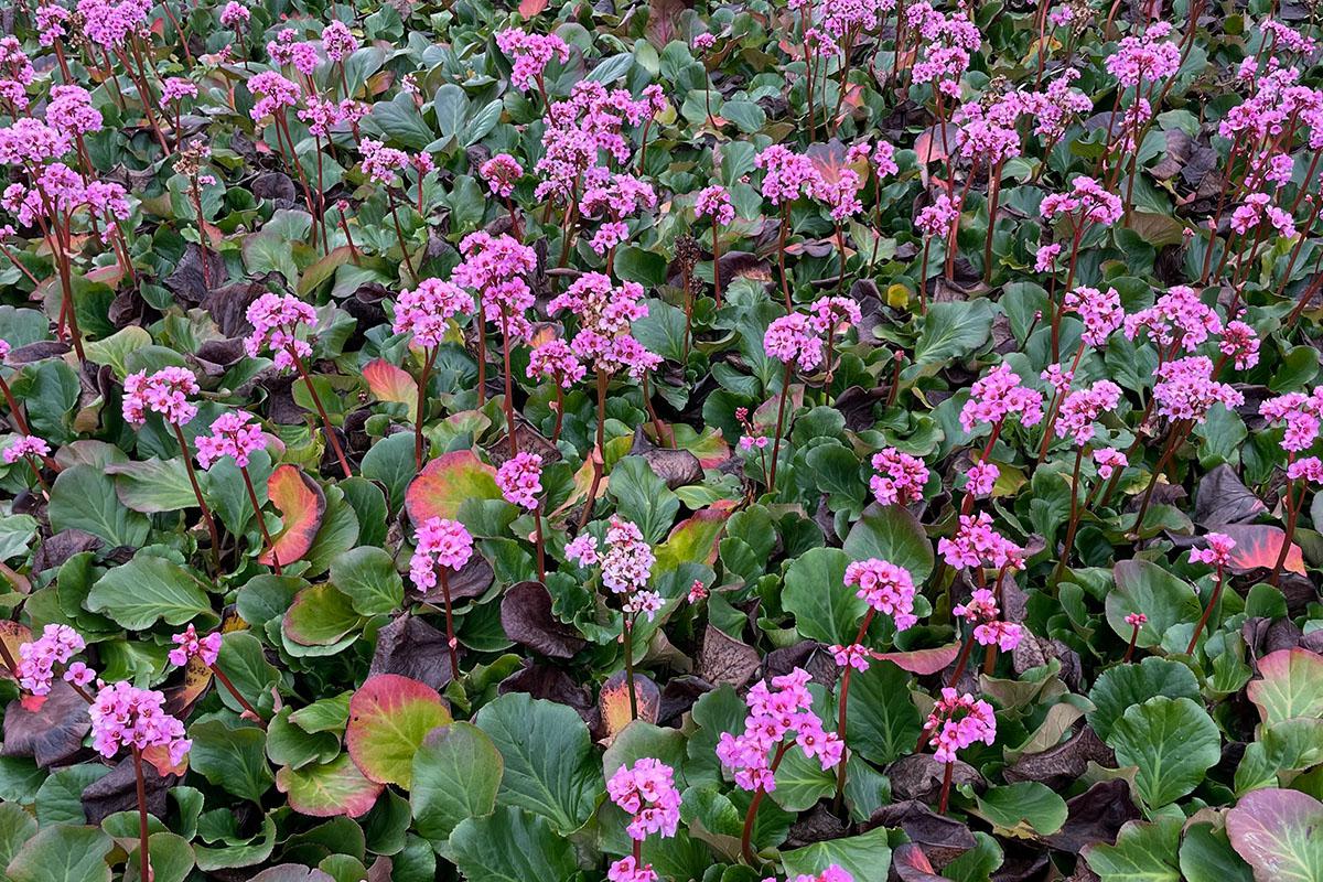 Бадан Винтерглют