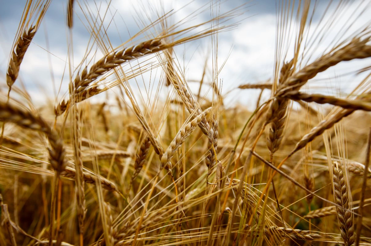 Александр Мамаев / URA.RU 