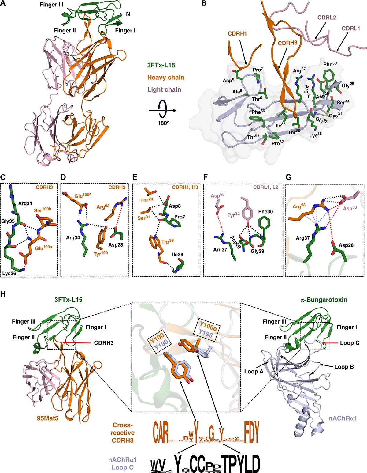 <p>Схема кристаллической структуры ведущего антитела с 3FTx (иллюстрация из научного исследования)</p>