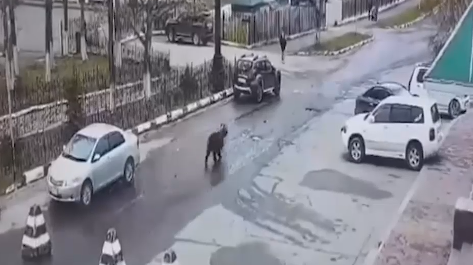 Медведь вышел на улицы города на Сахалине. Видео