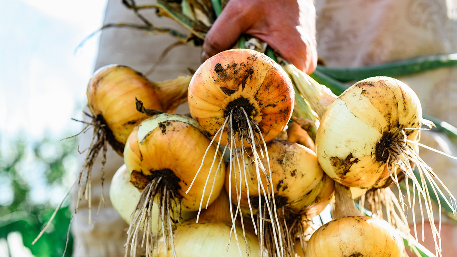 Луковицы под зиму сажают за две недели до холодов, чтобы они успели укорениться, но не проросли