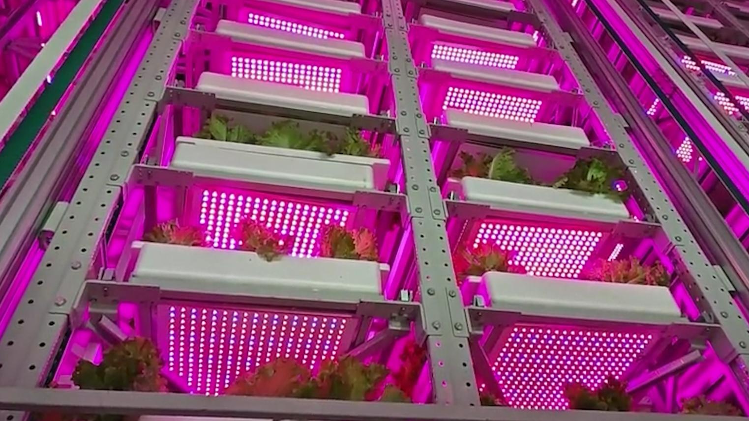 Как выглядит 20-этажная овощная ферма в Китае с роботами