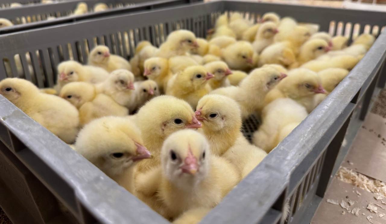 Фото: Агрохолдинг «Русское поле»