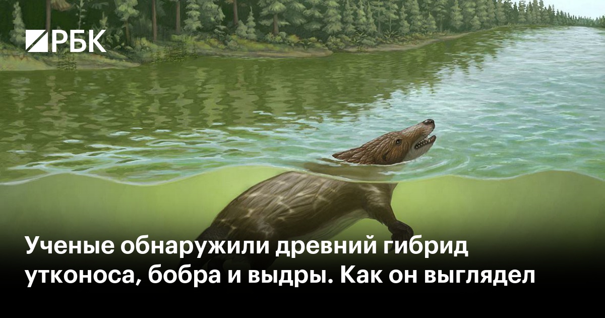 Ученые обнаружили древний гибрид утконоса, бобра и выдры. Как он выглядел