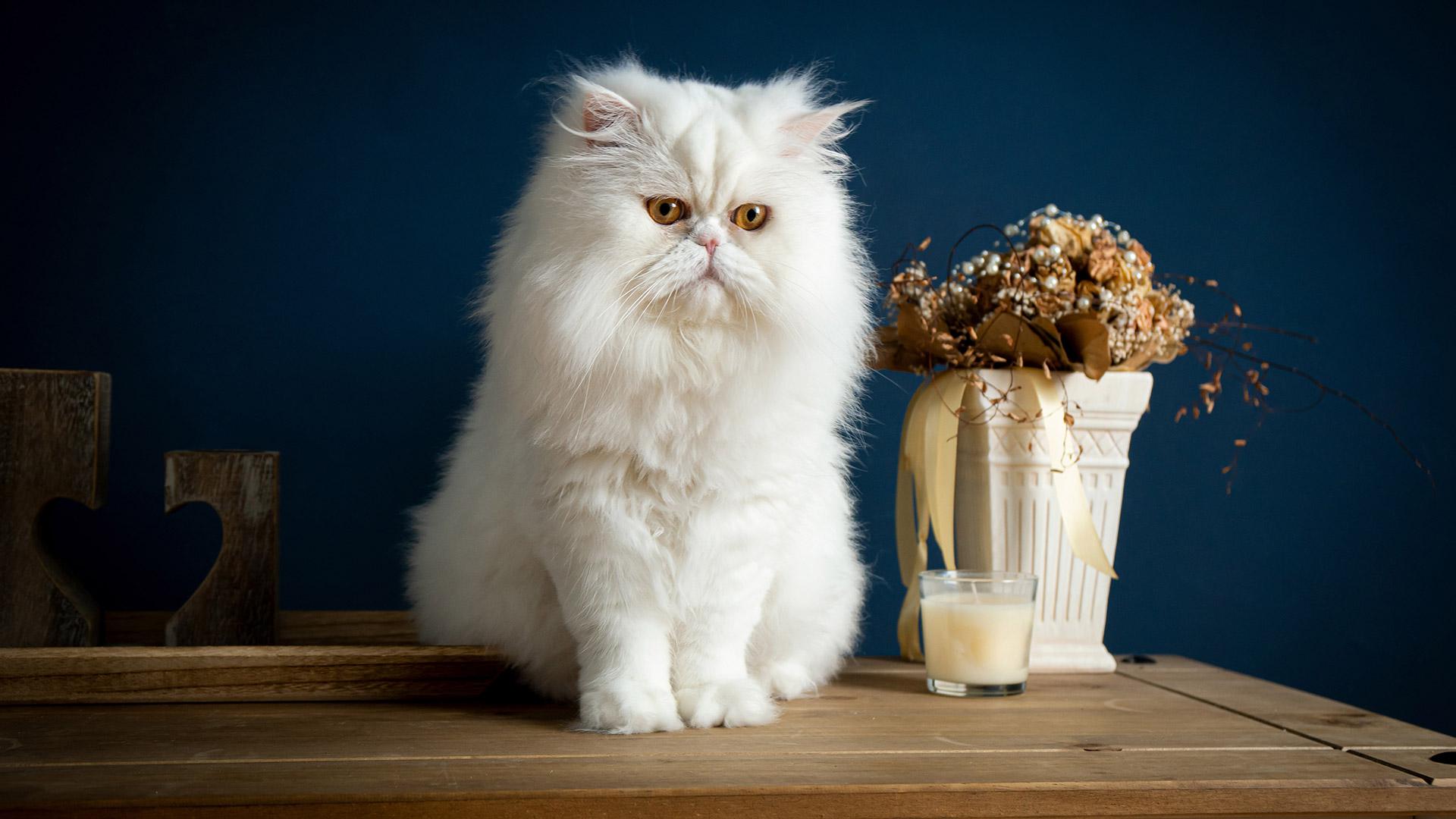Характер и описание породы персидской кошки